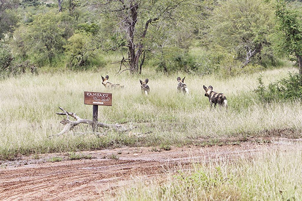 Kambaku River Sands Timbavati Game Reserve Buitenkant foto